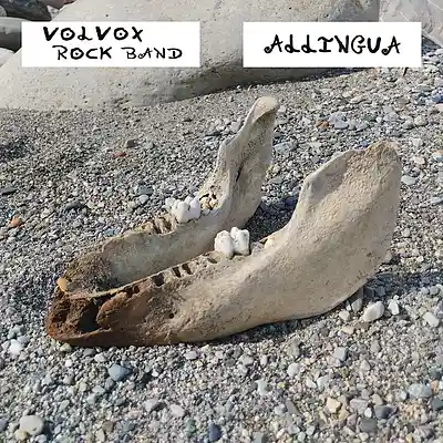 Picture for song 'Laura (con assolo)' by artist 'Volvox Rock Band'