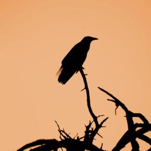 Picture for song 'The Tyrant's Wish featuring Chris Lain' by artist 'Bob Hamilton'