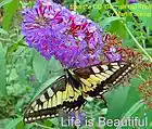 Picture for song 'GHT-08 Life is Beautiful' by artist 'martin stirrup'