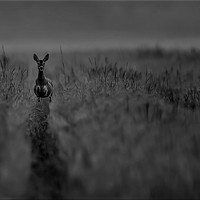 Picture for song 'The deer ...' by artist 'stefanos grigoriadis'