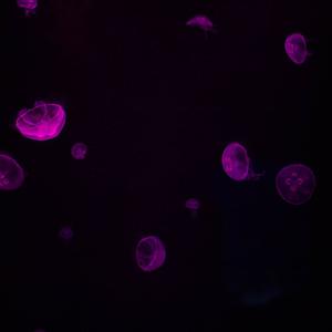 Picture for song 'Loud Luxury' by artist 'shinobe'