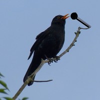 Picture for song 'A Spring Chorus' by artist 'Dawn Chorus'