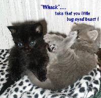 Picture for song 'I shop at hot topic because i'm more punk than you' by artist '14 Seconds'