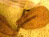 Picture for song 'OFF THA E.D.G.E.' by artist '211 RECORDZ'