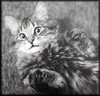 Picture for song 'Cat Furrr' by artist '3D (The Dickinator)'