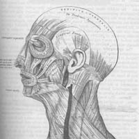 Picture for song 'Facial Exercise' by artist '40Immortal'