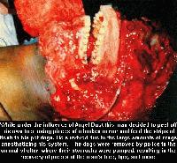 Picture for song 'Dirt Vs Toxik Waste' by artist '4th Demention'