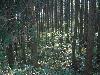 Picture for song 'nature spirits' by artist '72movements'