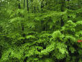 Picture for song 'a tribute to Spruce' by artist '7enth'