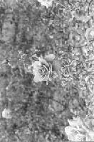 Picture for song 'Spiritual Aphasia' by artist '7 SE7EN 7'