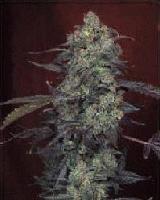 Picture for song 'WEED HIGH' by artist '8block'
