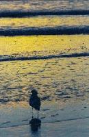 Picture for song 'Darling (Single Edit)' by artist 'Aaron Jun'