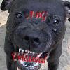 Picture for song 'Never Been Phony' by artist 'ABG-Records'
