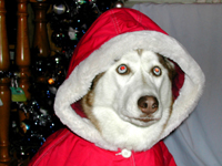Picture for song 'BORN TO BE A DOG' by artist 'ABLASKA'