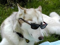 Picture for song 'ROCK ' N ' DOG' by artist 'ABLASKA'