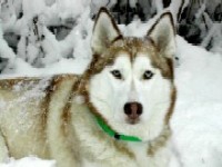 Picture for song 'SIBERIAN HUSKY' by artist 'ABLASKA'