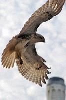 Picture for song 'martian travel v2.0' by artist 'Abraksith'