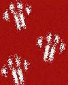 Picture for song 'Avenger' by artist 'accent the paws'