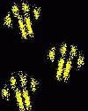 Picture for song 'Najma' by artist 'accent the paws'