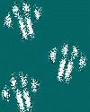Picture for song 'Softer' by artist 'accent the paws'