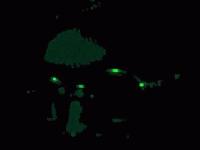 Picture for song 'radio frequency surgical destruction part 9' by artist 'aequilibrius laboratories'