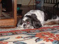 Picture for song 'LETZ GET THIS CRACKIN' by artist 'A-FRAME'