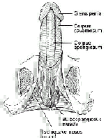 Picture for song 'Sweet Dreams' by artist 'A Hall'