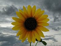 Picture for song 'Shine' by artist 'G Major Beats (fka Airtight Productions)'