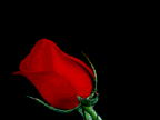 Picture for song 'True Love (Old Version)' by artist 'AJCole-lectionz'