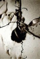 Picture for song 'riGid smelL' by artist 'akalestos'