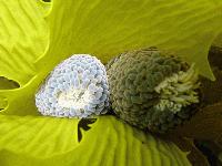 Picture for song 'december like' by artist 'Akira Gonzales'