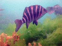 Picture for song 'divine' by artist 'Akira Gonzales'