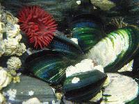 Picture for song 'falling like snow' by artist 'Akira Gonzales'