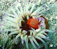 Picture for song 'triple gem' by artist 'Akira Gonzales'