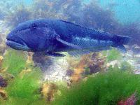 Picture for song 'ya omrena' by artist 'Akira Gonzales'