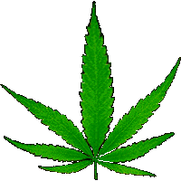 Picture for song 'Home Grown' by artist 'Alaskan Younstaz'