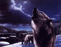 Picture for song 'wolves' by artist 'Alaskan Younstaz'