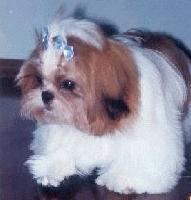 Picture for song 'Wallflower' by artist 'Alexxx'