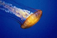 Picture for song 'Rockin Dutty' by artist 'Alghaemic'