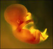 Picture for song 'Dear Mama' by artist 'Uncle Ace Ha'