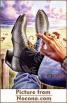 Picture for song 'Let's Rodeo' by artist 'Uncle Ace Ha'