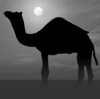 Picture for song 'Camel' by artist 'Alpha Alpha'