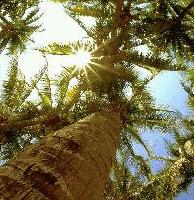 Picture for song 'Miami' by artist 'Alpha Alpha'