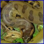 Picture for song 'My Andaconda' by artist 'Alpo'