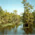 Picture for song 'Louisiana Swamp Song' by artist 'Andre Rossell'