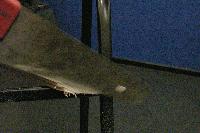 Picture for song 'walk away (reconstructed by andriz)' by artist 'andriz'