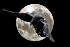Picture for song 'Nevermore' by artist 'ANDYB'