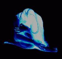 Picture for song 'Tortured re-mixed' by artist 'Anna Donia'