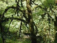 Picture for song 'So Talk To Me - Version 1' by artist 'Anthony L Smith'