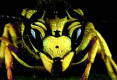 Picture for song 'Swarm' by artist 'Antibody Music (SA)'